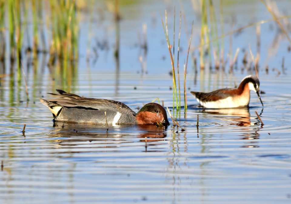 Green-winged teal at Seedskadee National Wildlife Refuge