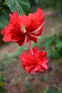 Hibiscus rosa-sinensis flower red double photo