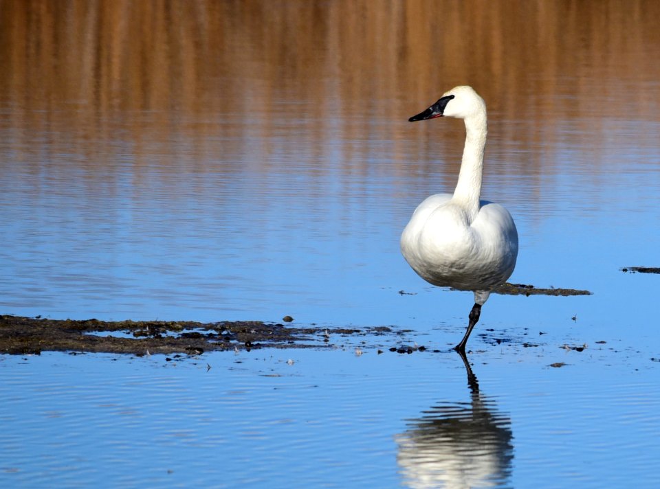 Trumpeter swan at Seedskadee National Wildlife Refuge