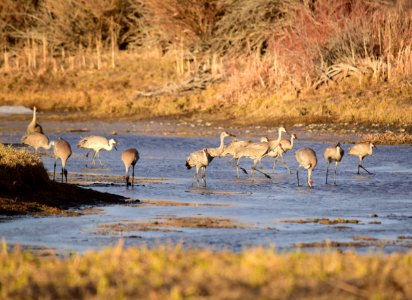 Sandhill cranes at Seedskadee National Wildlife Refuge photo