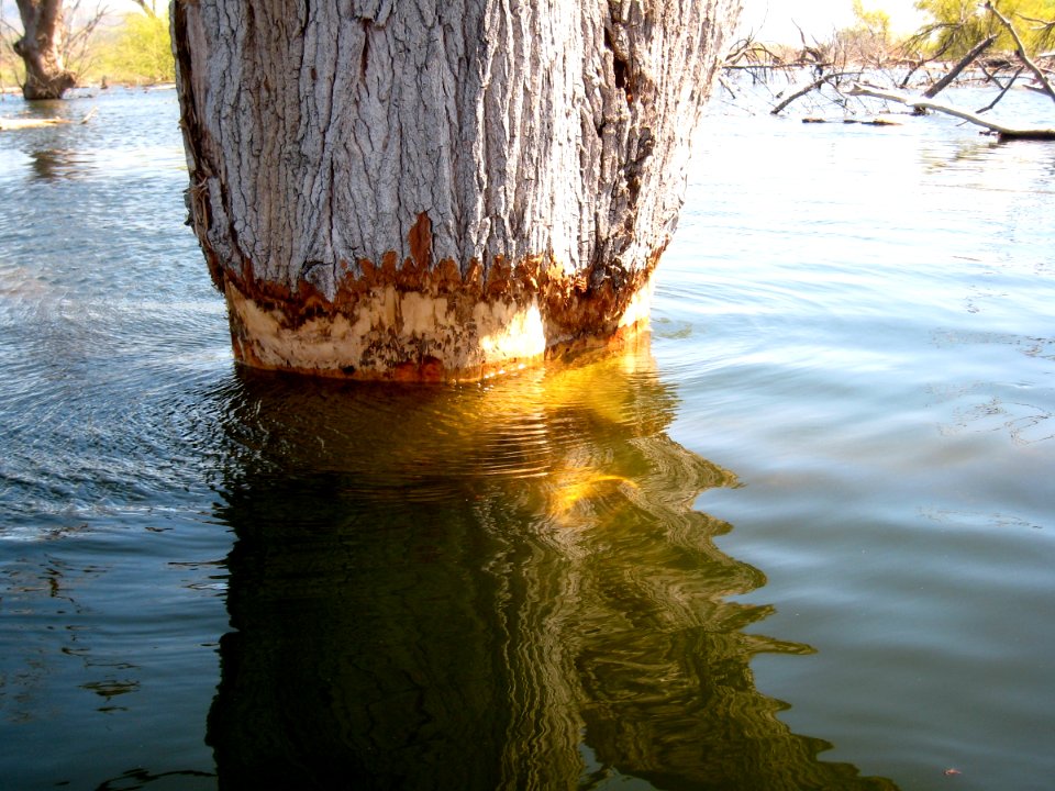 Worn Bark