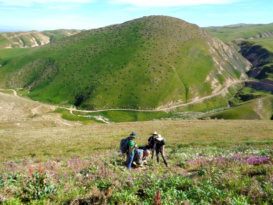 March 2017 Central Coast Field Office Wildflower Tour of Monvero Dunes located in the San Joaquin Desert (Valley)