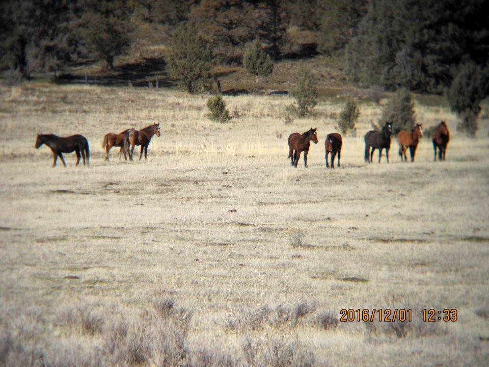 Butte Valley in Redding Field Office