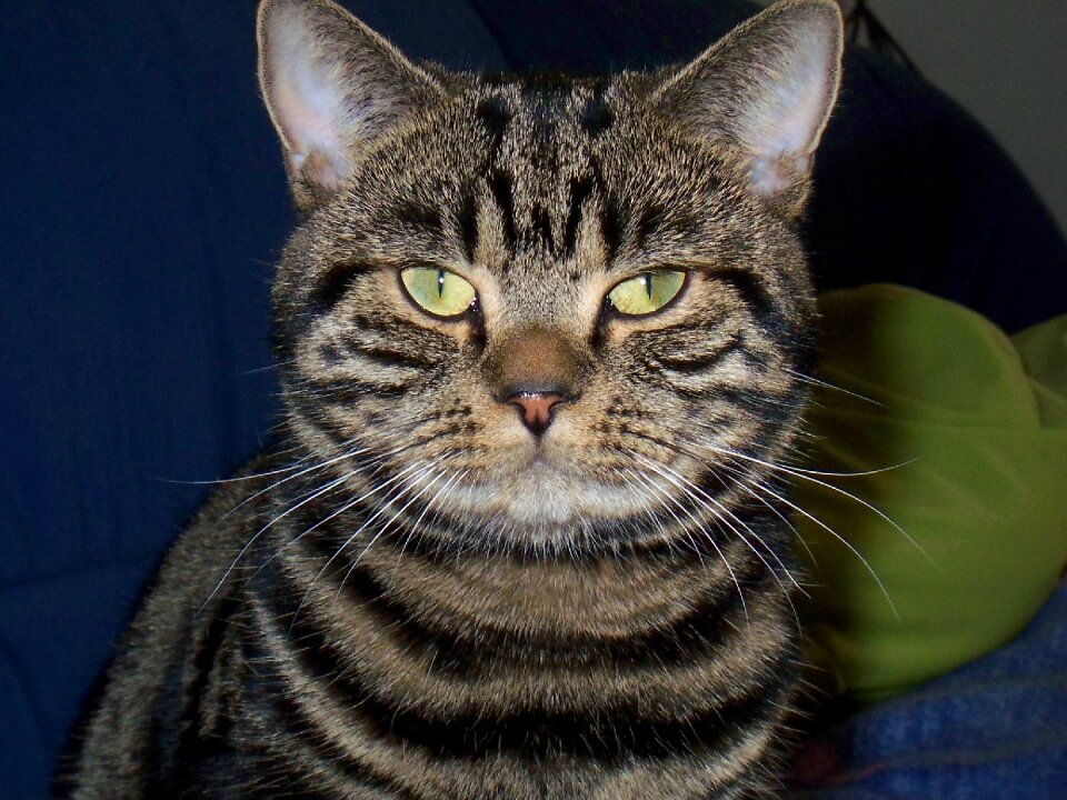 Cat's eyes british short hair