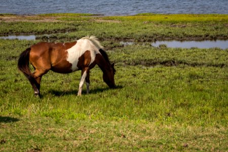 Chincoteague National Wildlife Refuge