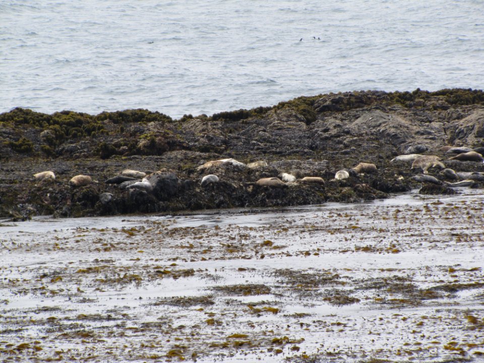 Harbor Seals on Phoca Flats off Piedras Blancas