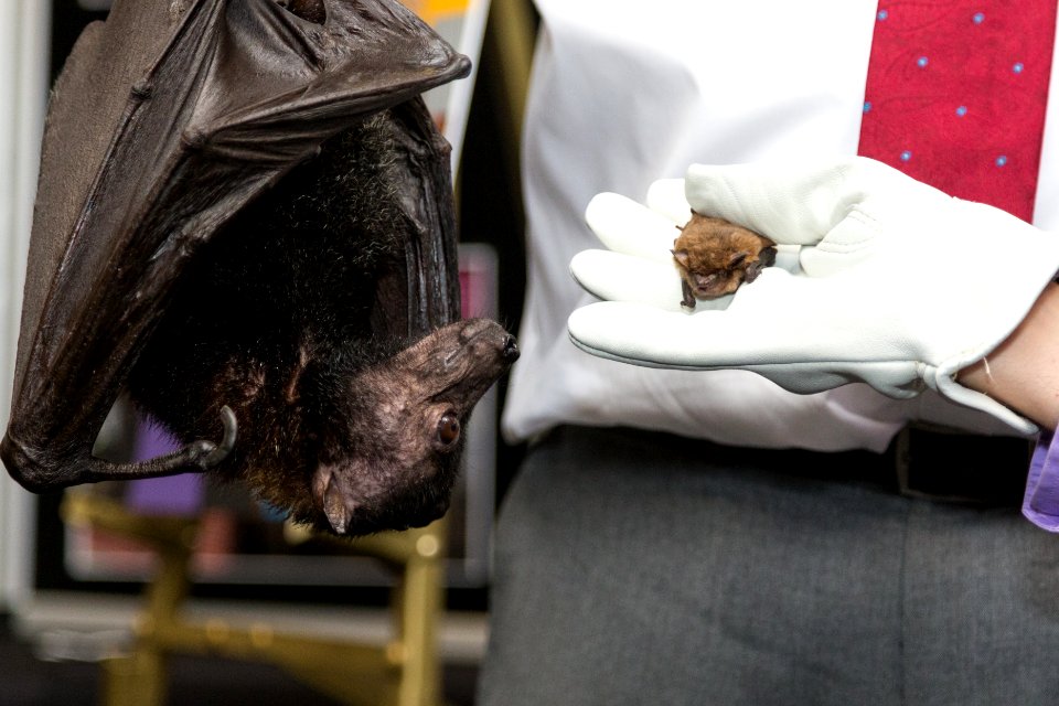 Bat Week 2017 - Congressional Reception