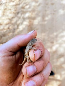 Western Fence Lizard in the Ridgecrest Field Office