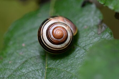 Nature creature close up