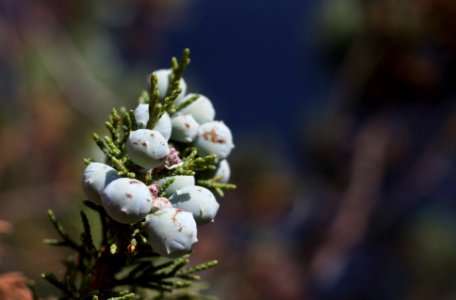 Juniper Berry Up Close