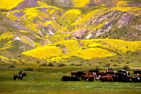 April 2019 Wildflowers at Carrizo Plain National Monument