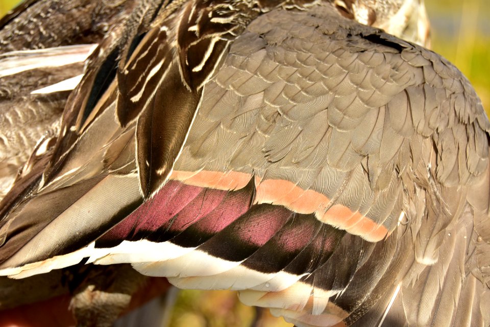 Waterfowl hunting wing speculum of a drake Northern pintail