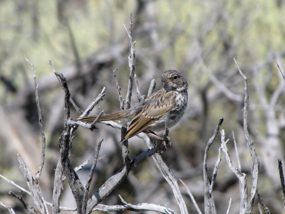 Vesper Sparrow in Eagle Lake Field Office