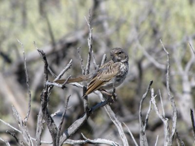 Vesper Sparrow in Eagle Lake Field Office