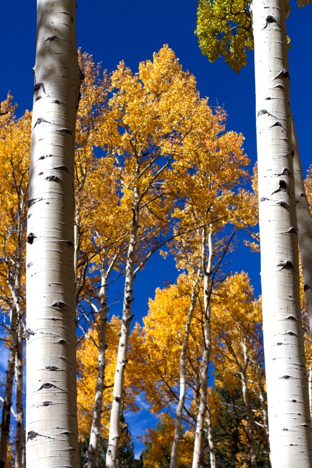 Aspen Goal Posts photo