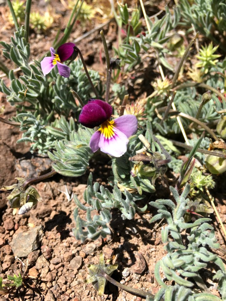 I spy Viola Beckwithii in the Eagle Lake Field Office