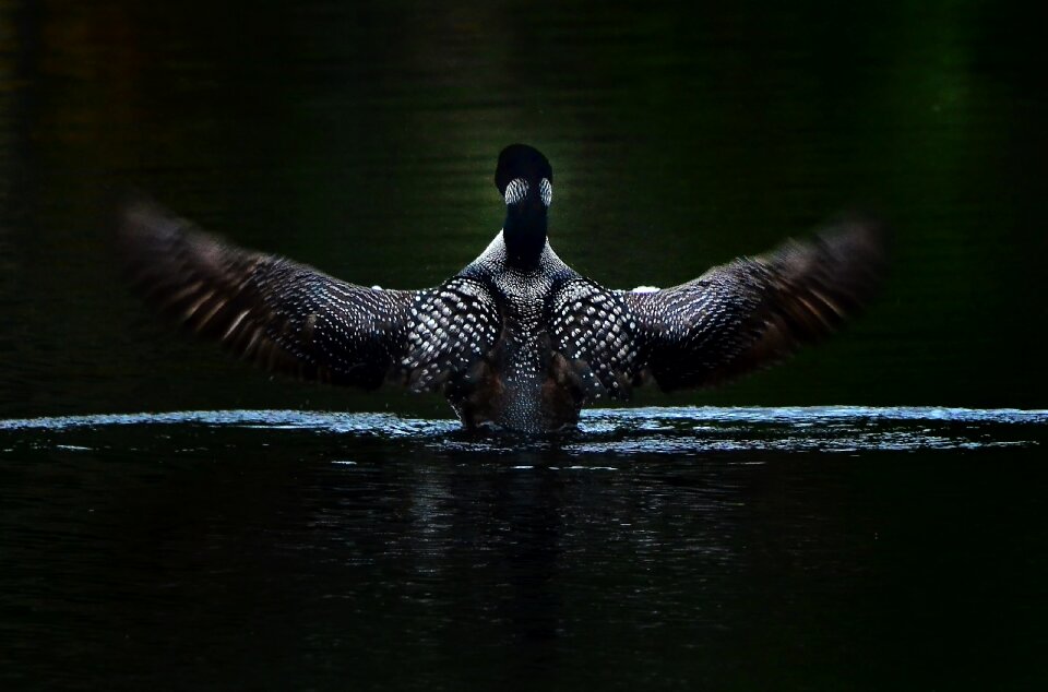 Calm water wings