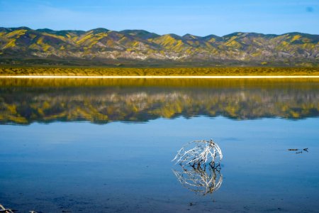 Solo Tumbleweed by Ha Lam