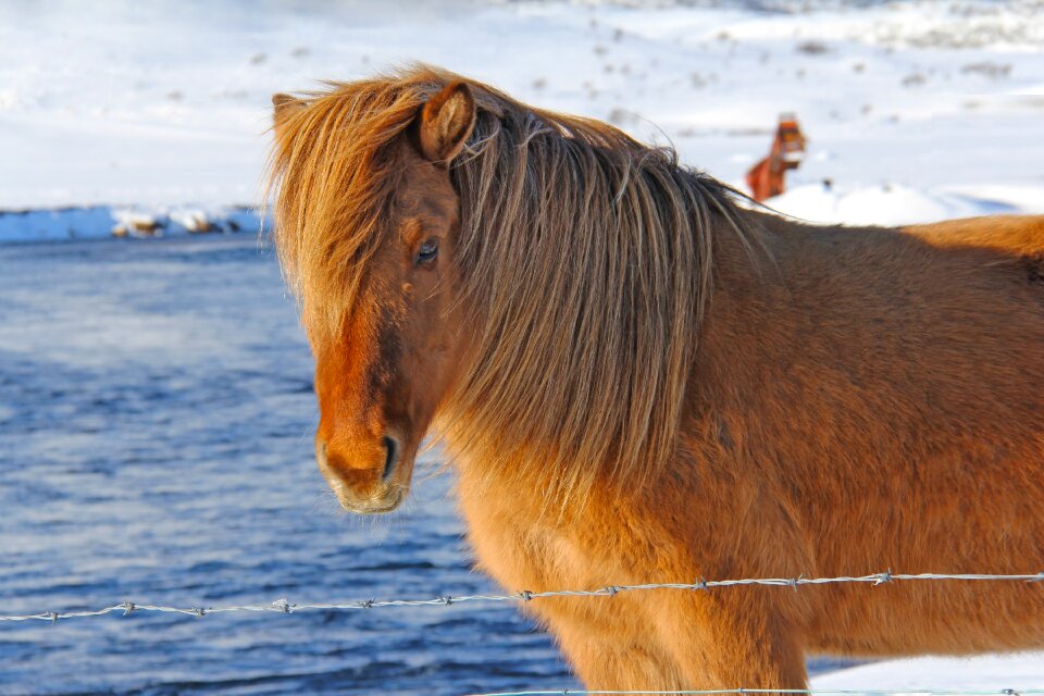 Odd icelandic horses