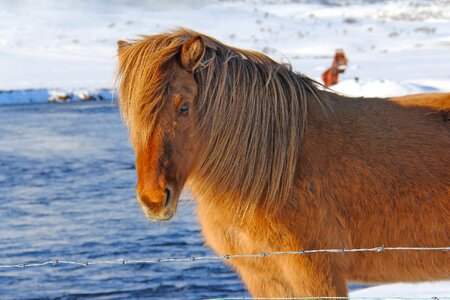 Odd icelandic horses