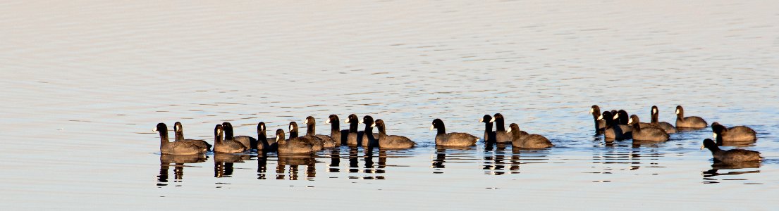 American Coots St. Marks NWR