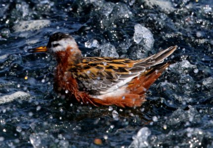 Red-necked Phalaropes