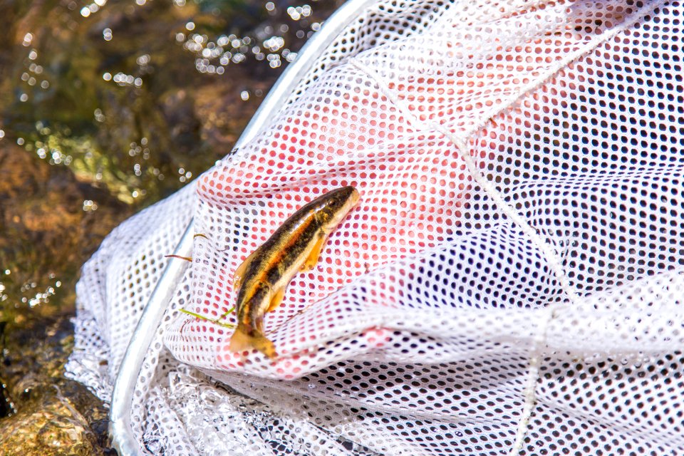 Fish Surveys at Baca National Wildlife Refuge