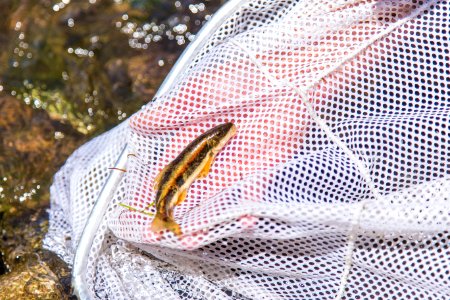 Fish Surveys at Baca National Wildlife Refuge