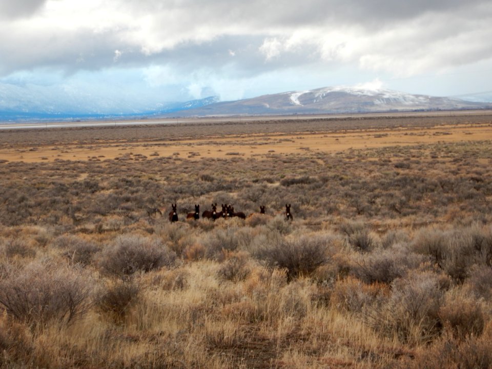 Burros in Eagle Lake Field Office