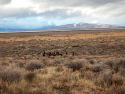 Burros in Eagle Lake Field Office