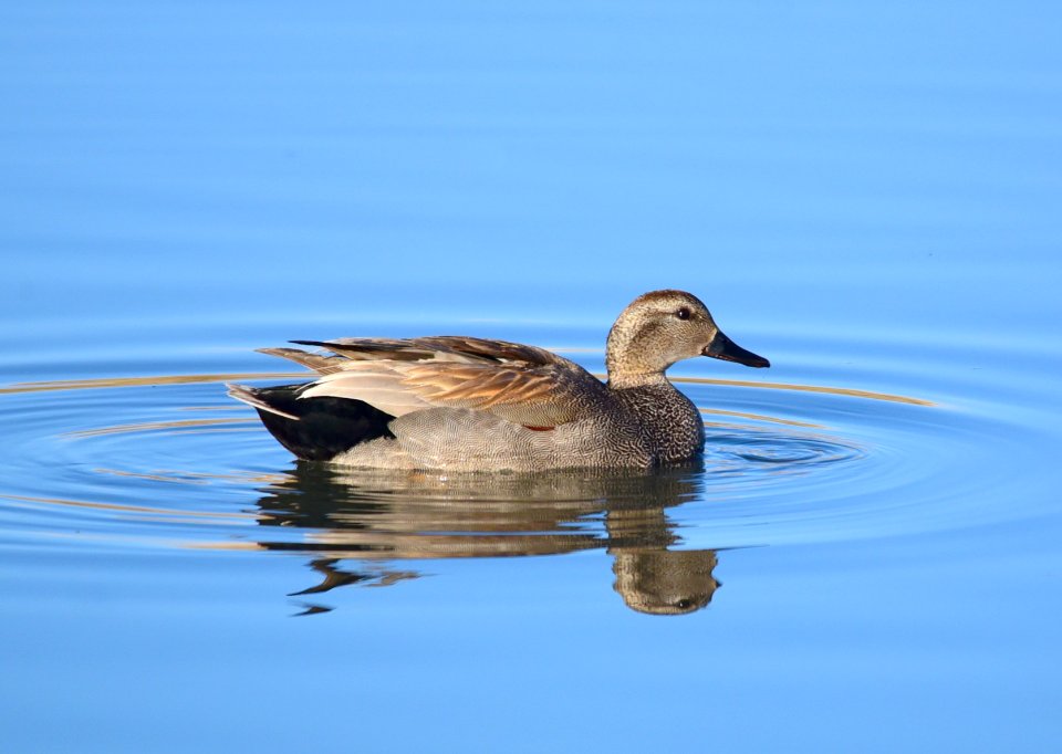 Gadwall on Seedskadee National Wildlife Refuge