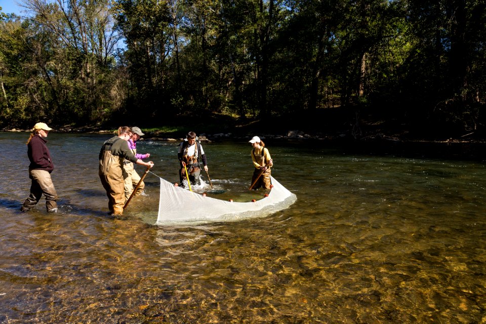 Chesapeake logperch surveying