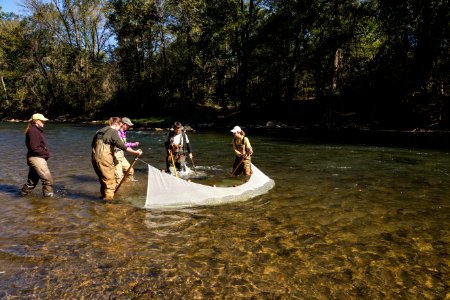 Chesapeake logperch surveying