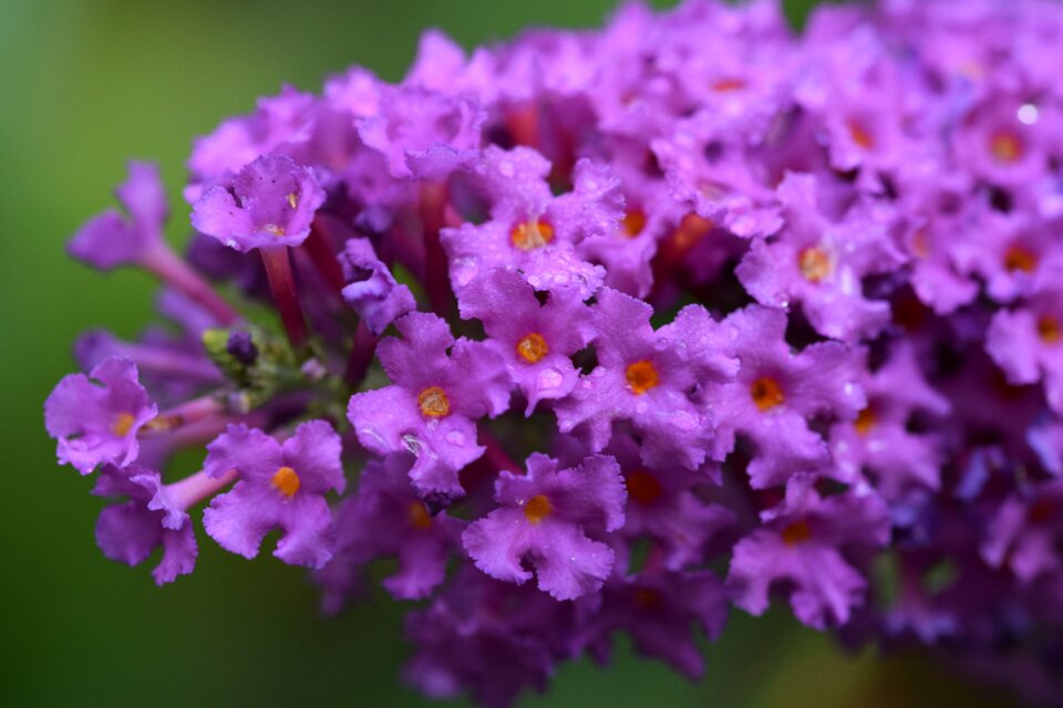 Blossom bloom nature photo