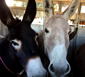 Halter-gentled burros