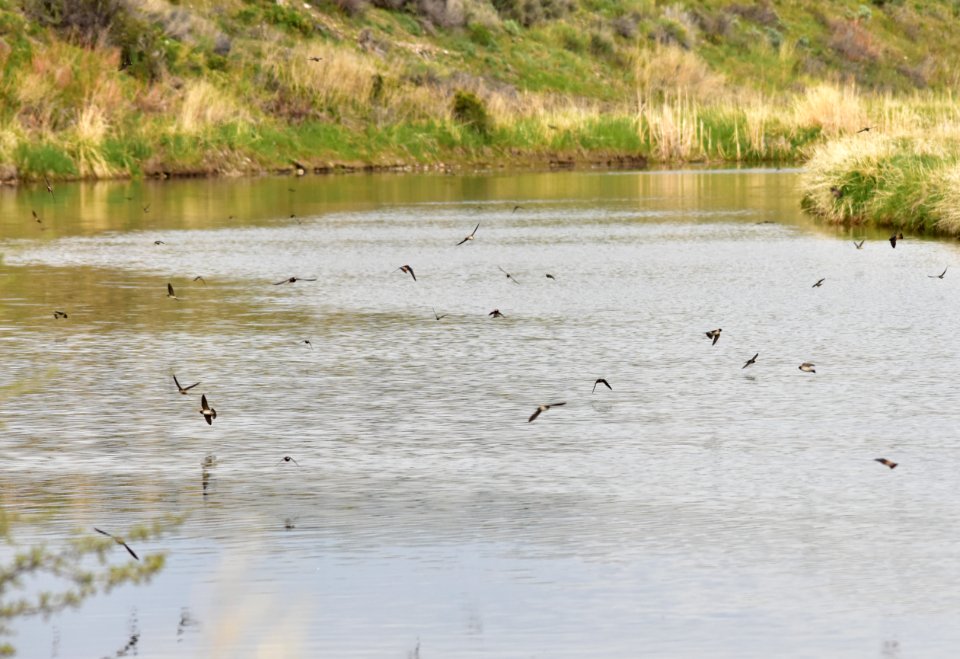 Swallows at Seedskadee National Wildlife Refuge