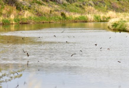Swallows at Seedskadee National Wildlife Refuge
