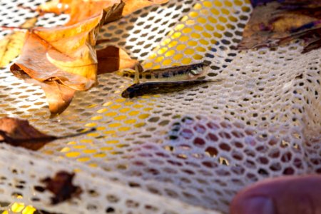 Chesapeake logperch surveying