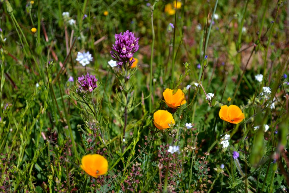 Owls clover - CA poppy - Gilia