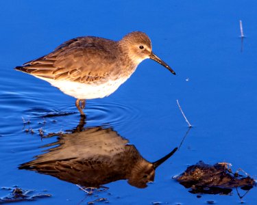 Dunlin St. Marks NWR