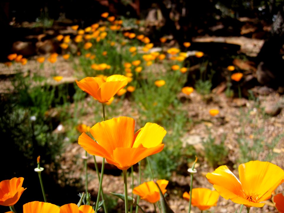 Glory in the Poppies