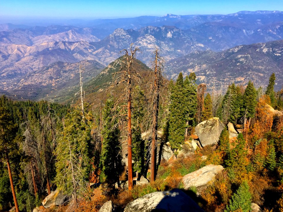 Sequoia in the Bakersfield Field Office