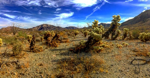 Corn Springs in the Palm Springs-South Coast Field Office photo