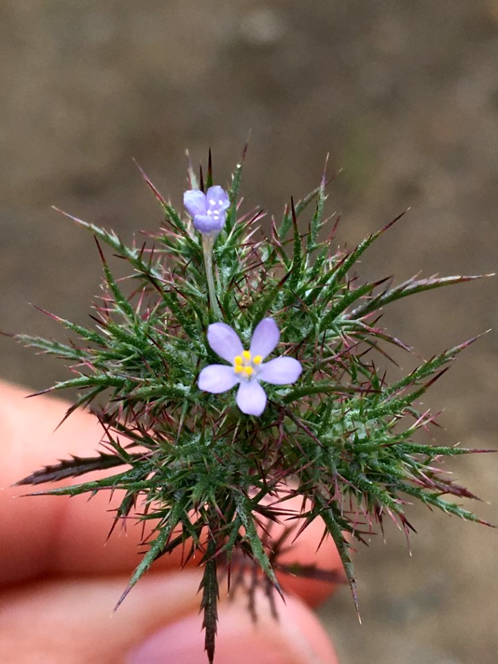 BLM Arcata Field Office Wildflowers