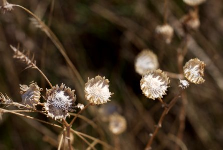 Small Wonders