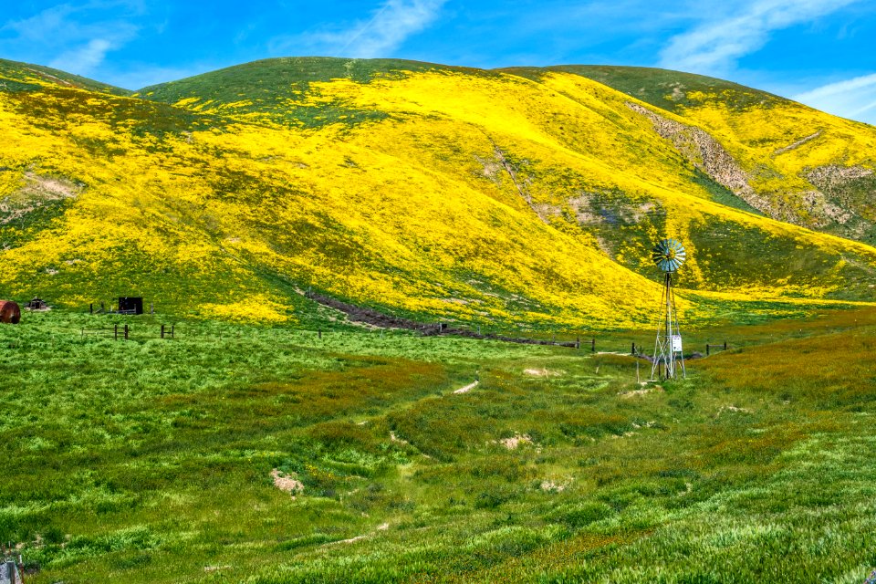 Flower Explosion by Kevin Roland