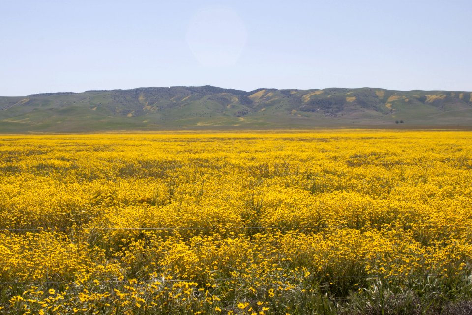 Yellow Daisies by Esther Livingston