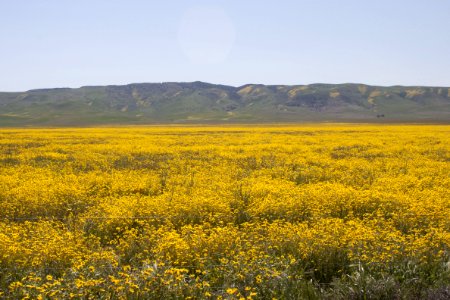 Yellow Daisies by Esther Livingston