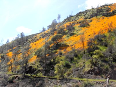 Closeup of Hill above Merced River photo