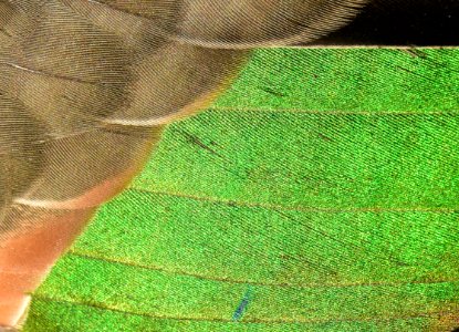 Green-winged teal drake wing speculum